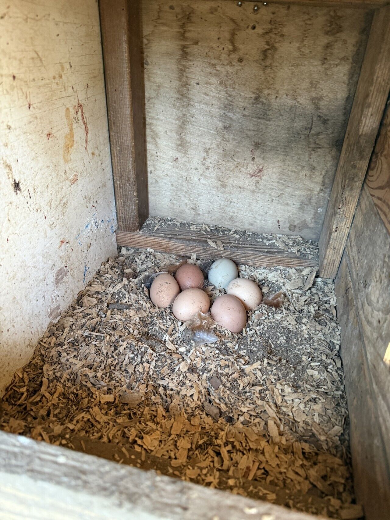 Een houten constructie met een hoek vol zaagsel en zes eieren.