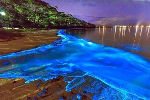 Een strand bij nacht met een blauw, gloeiend water effect.