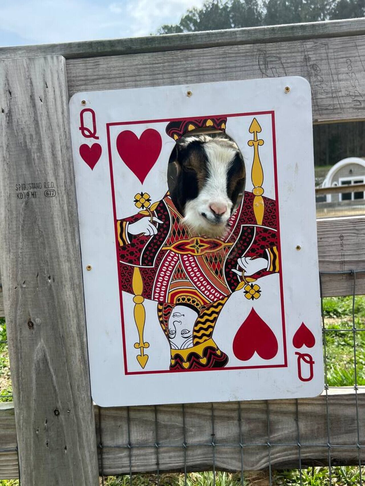 A playing card with a dog peeking through the Queen of Hearts.