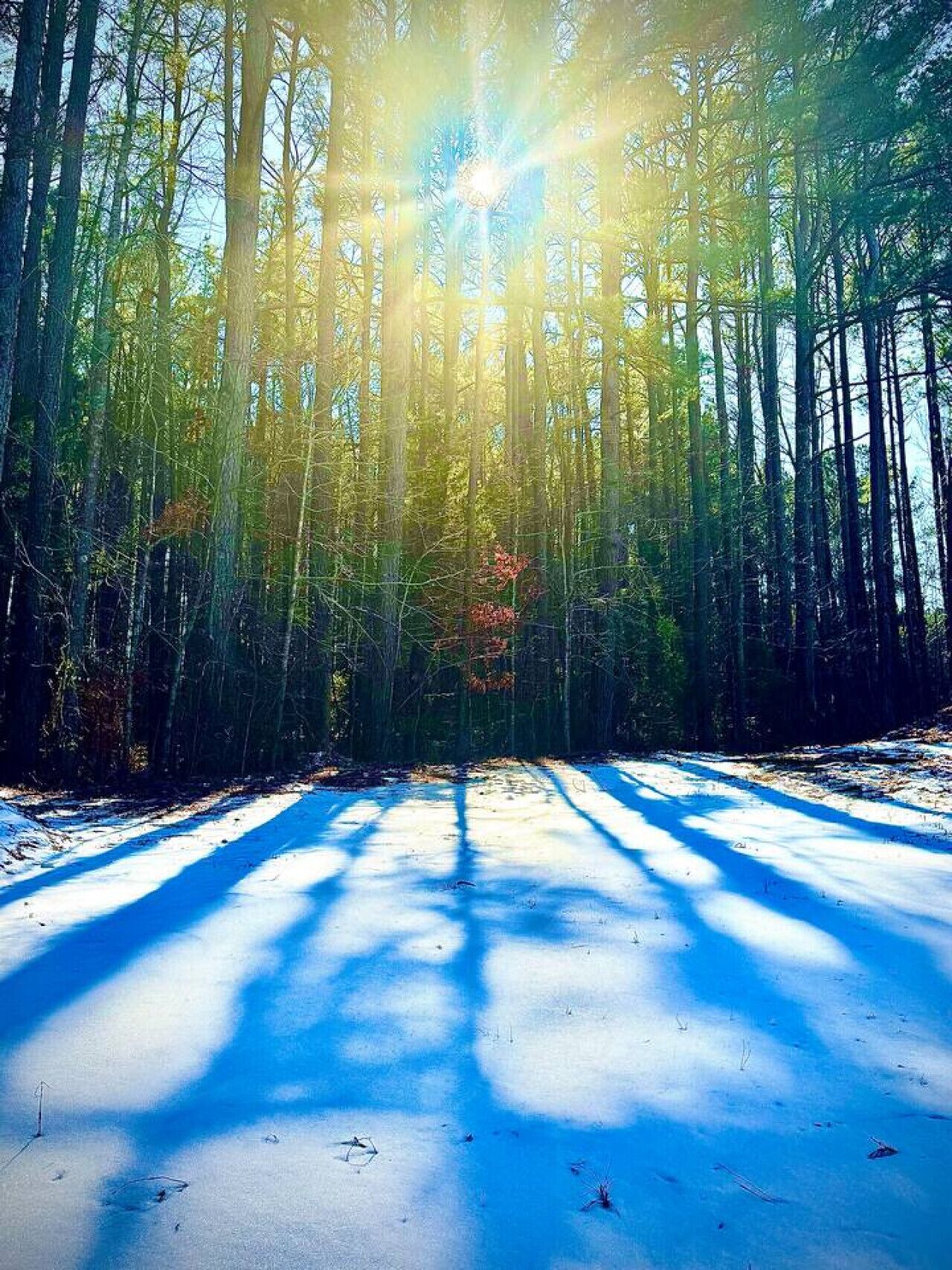 Un bosque con árboles altos y luz solar filtrándose entre las hojas.