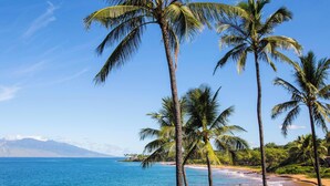 A tropical beach with palm trees and a view of the ocean.