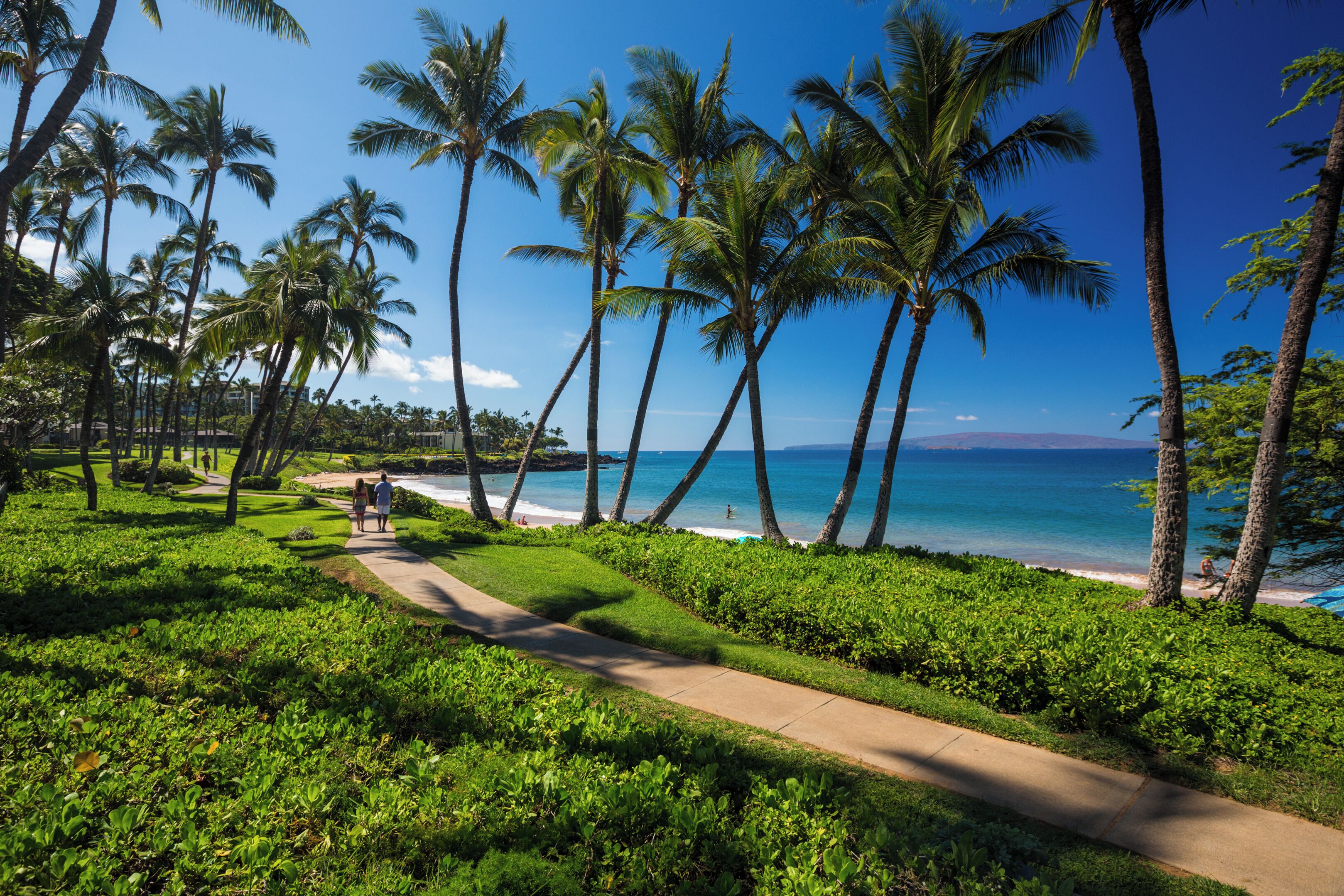A pathway leading to a beach with palm trees and ocean views.
