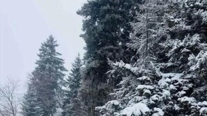 Un paysage enneigé avec une clôture en bois et des arbres couverts de neige.