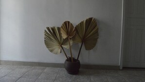 A potted plant with large leaves against a plain wall. - Hotel Cuca Fresca (Cotia)