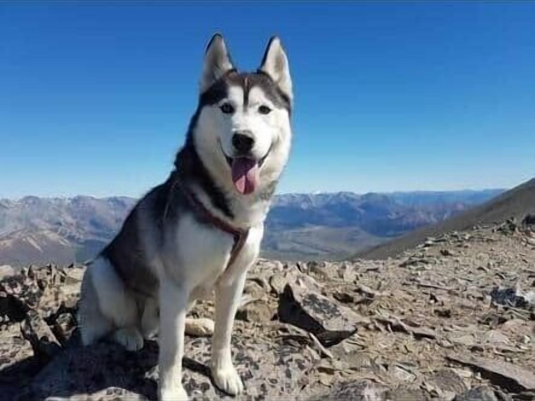 Un chien assis sur un terrain rocheux, avec une chaîne de montagnes en arrière-plan.