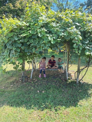A wooden bench under a vine-covered pergola in a garden. - Cozy Garden House (Adrian)
