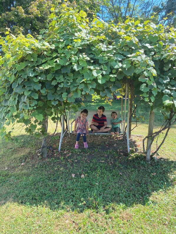Eine hölzerne Bank unter einer mit Wein bewachsenen Pergola in einem Garten.