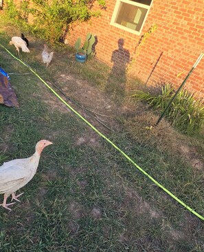 A garden area with a brick wall, a cactus, and chickens.