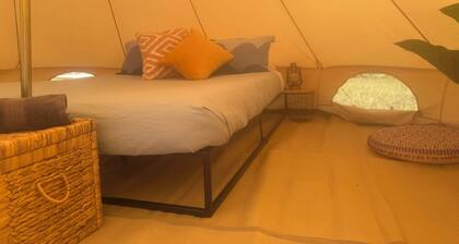 Ventricosa Jervis Bay