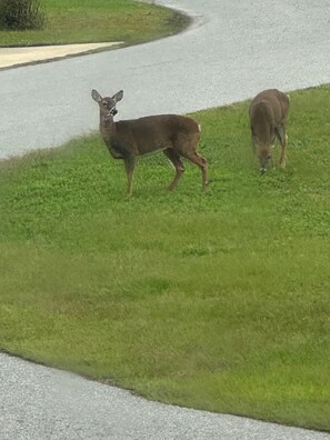 Miscellaneous - 2-bedroom 2 Bath WaterView, ROUND House with AC in Hatteras, 2 Queen beds 2 twin (Hatteras)