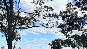 Un campo cubierto de césped con un árbol y una cerca.