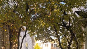 Um bairro residencial com um caminho que leva a uma casa, rodeada por árvores e um gramado bem cuidado.