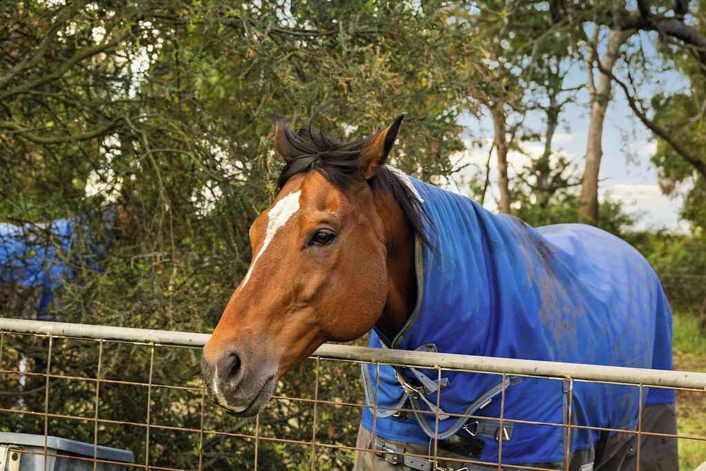 A horse with a white marking on its forehead, wearing a blue blanket, standing behind a metal fence.