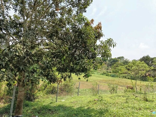 Ngoại thất