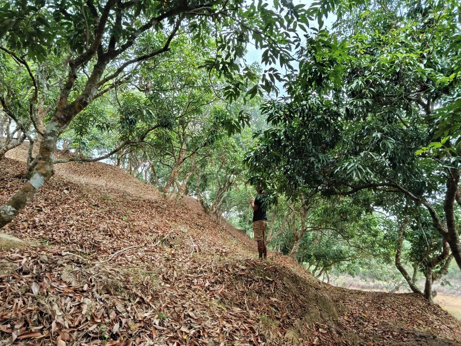 Cenário natural ao ar livre com uma pessoa em cima de um monte de folhas, rodeada por árvores.