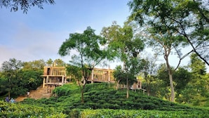 A traditional wooden building with a thatched roof, surrounded by lush green tea plantations and trees.