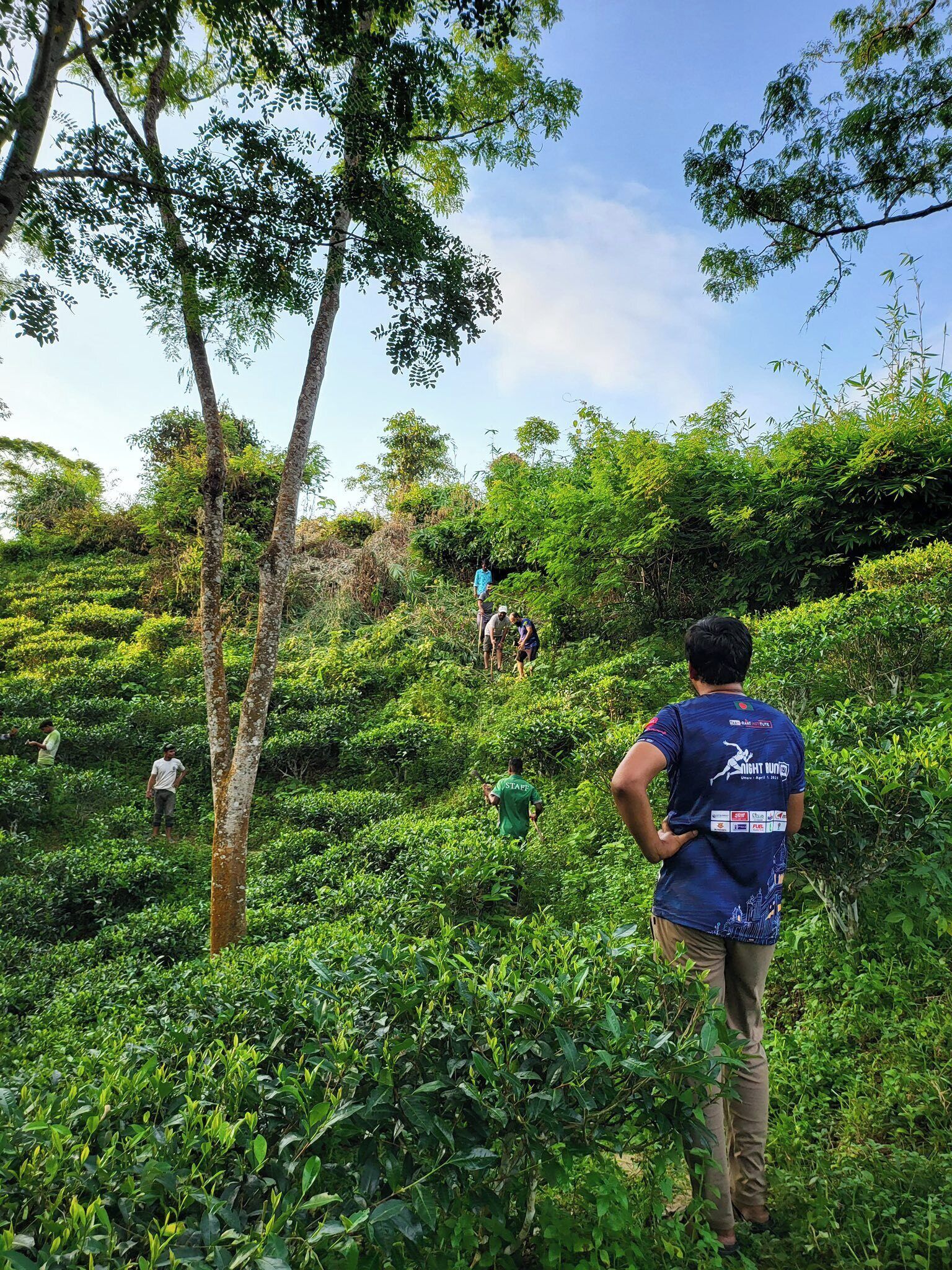 A lush, green tea plantation with workers tending to the plants.