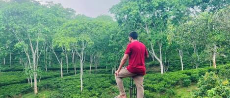 Una persona de pie en una plataforma de madera con vista a un paisaje verde exuberante con plantaciones de té.