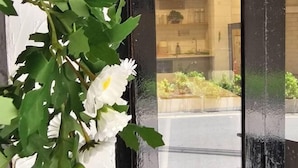 A view through a glass door with a plant on the left.