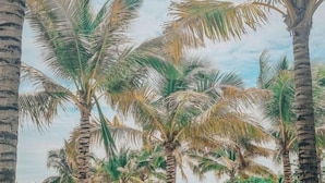 A row of palm trees with a fence in the background. - 2 BR Penthouse w/ Wide Balcony and 7ft Billiards (San Fernando)