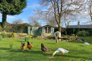 Garden - Duck House - 1 Bed Shepherds Hut - Gower (Upper Killay)