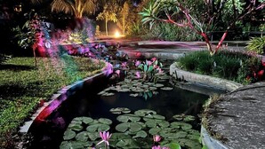 Un jardín nocturno con un estanque, nenúfares e iluminación de plantas.