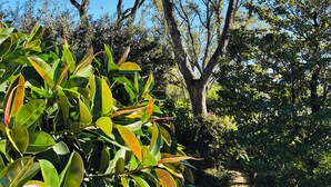 Un giardino rigoglioso con diverse alberature e piante, tra cui spicca un albero con tronco robusto e fitta vegetazione.