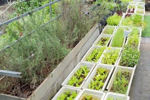 Property grounds - Infini - Rosemary Huong Thao (Dalat)