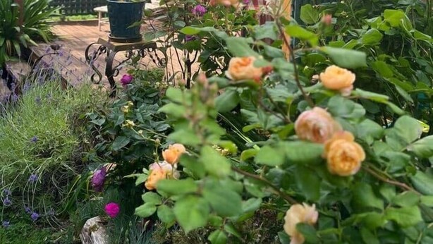 A garden with a wooden pergola, a brick house, and various plants and flowers. - Peaceful garden setting + Private deck (Gardners Bay)