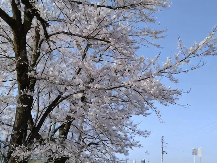 A tree with white blossoms, a clear sky, and power lines in the background.