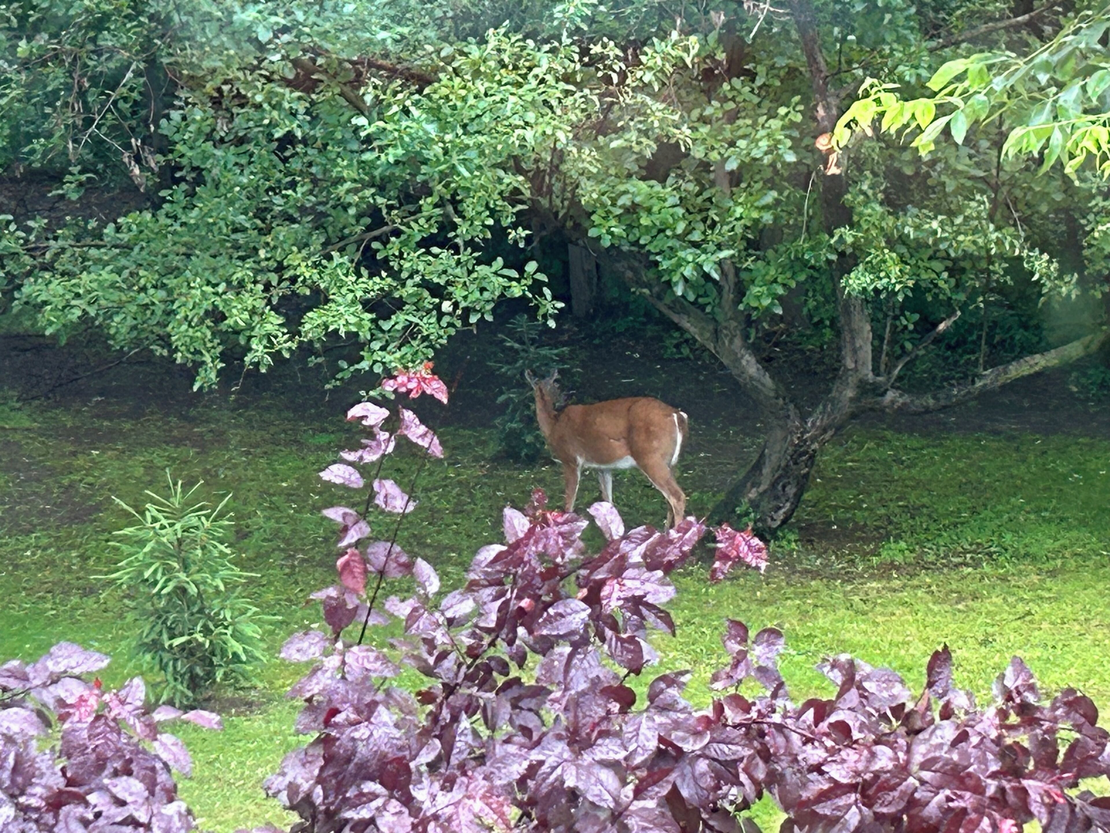 A deer in a natural setting with trees and grass.