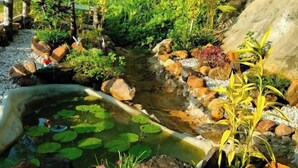 Un giardino con uno stagno, rocce e diverse piante.