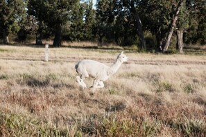 Unclassified image, 3 of 14, button - Roseneath Holiday Park (Meerlieu)