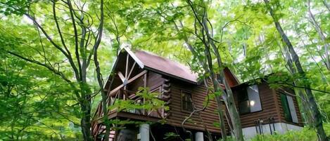 A rustic cabin surrounded by dense forest.