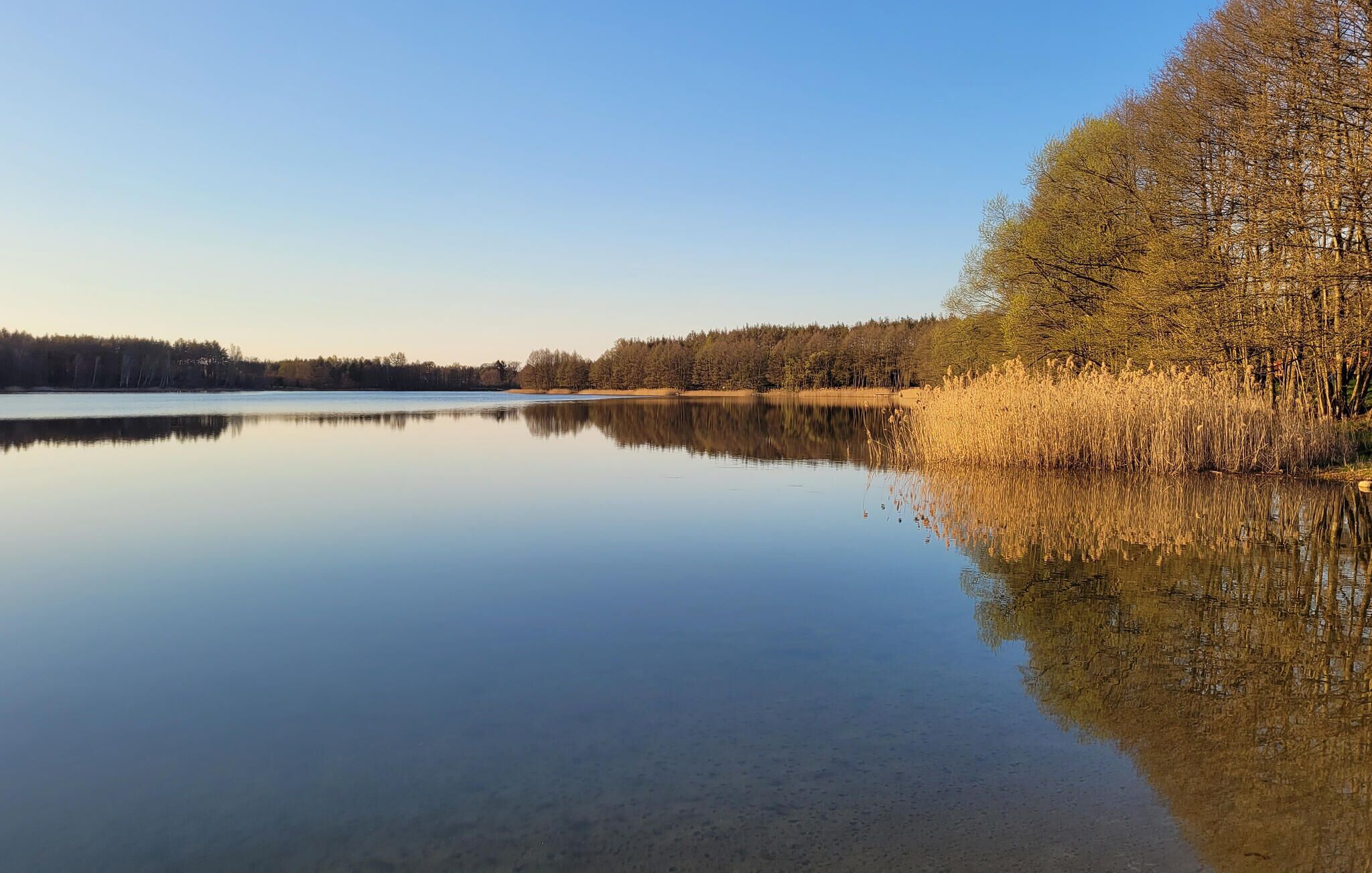 Un lago tranquilo con orilla arbolada y reflejos nítidos.