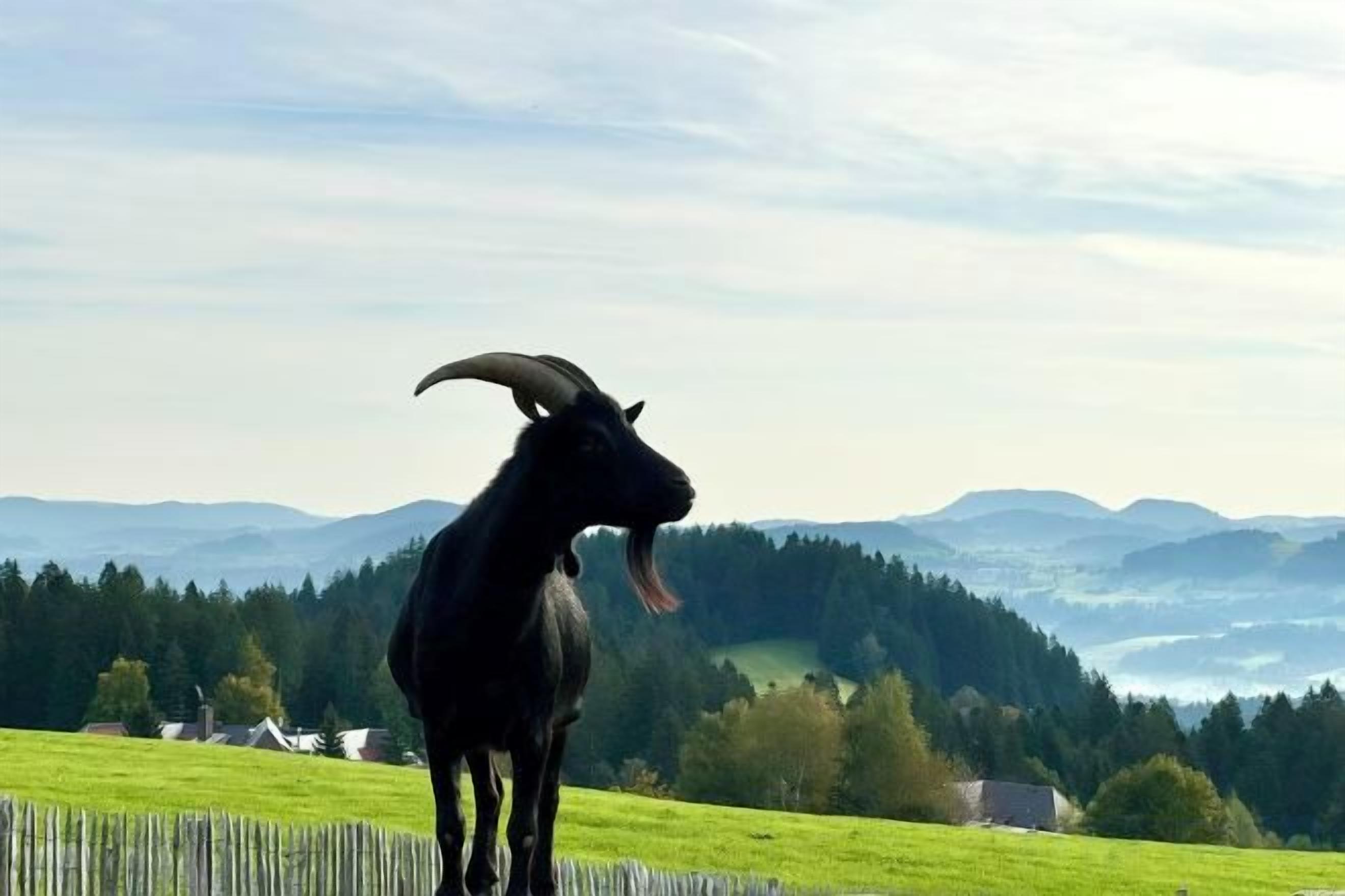 Uma cabra em um campo gramado, com uma paisagem montanhosa ao fundo.