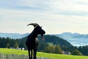 Besorolás nélküli kép, 3. 21 közül, gomb