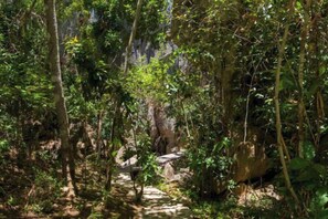 Un área boscosa con un sendero estrecho, vegetación densa y un afloramiento rocoso.