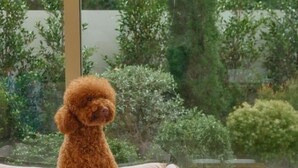 Um poodle sentado num sofá com vista para um jardim.