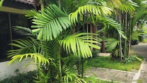 A garden with palm trees and a paved pathway. - Amorn inn resort (Chiang Rai)