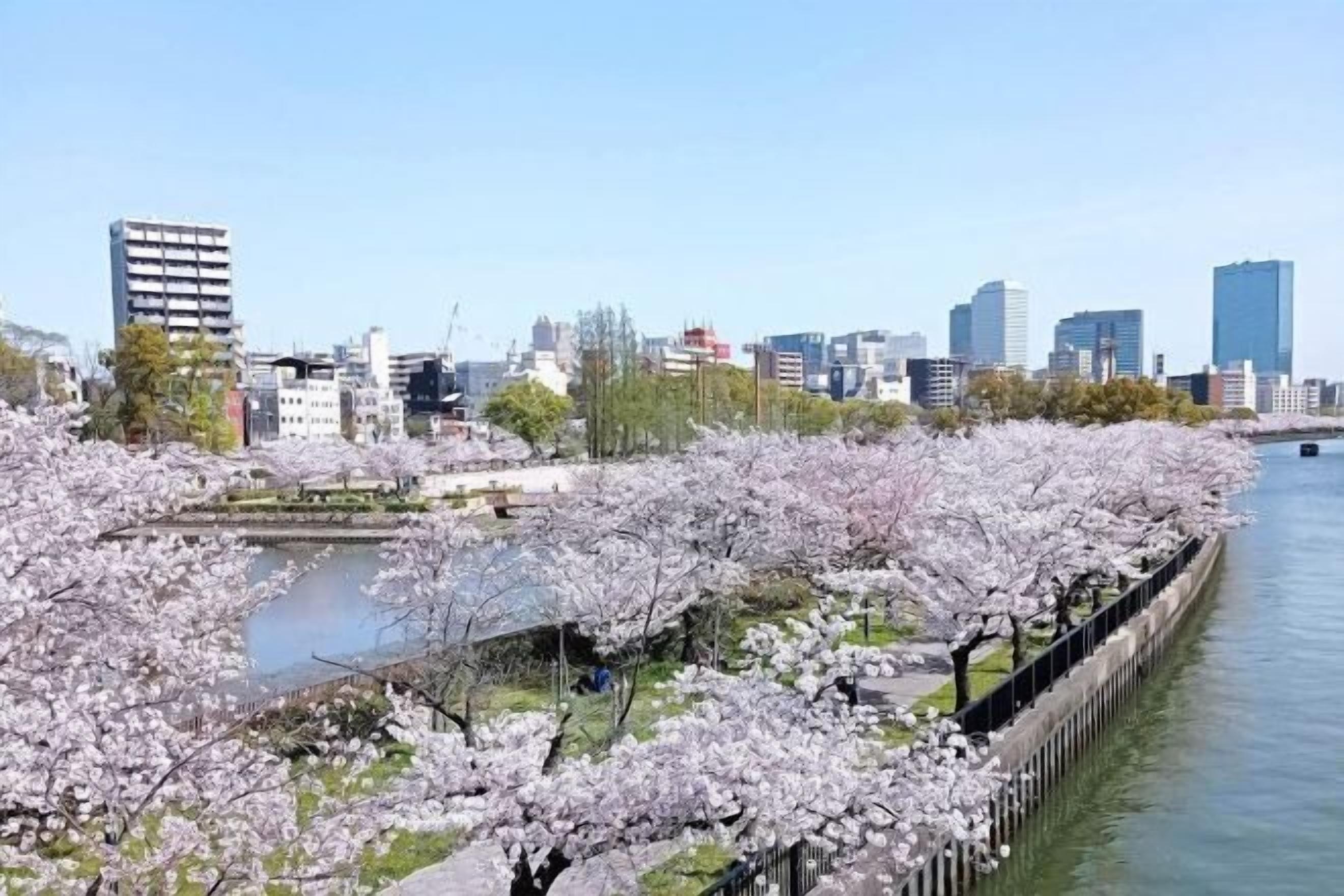 Un paseo fluvial bordeado de cerezos en flor y un horizonte urbano al fondo.