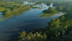 A river meandering through a dense forest. - Ranna Beach House - Your own haven by the beach (Hambantota)