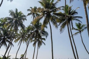 Tall palm trees against a clear sky. - Ranna Beach House - Your own haven by the beach (Hambantota)