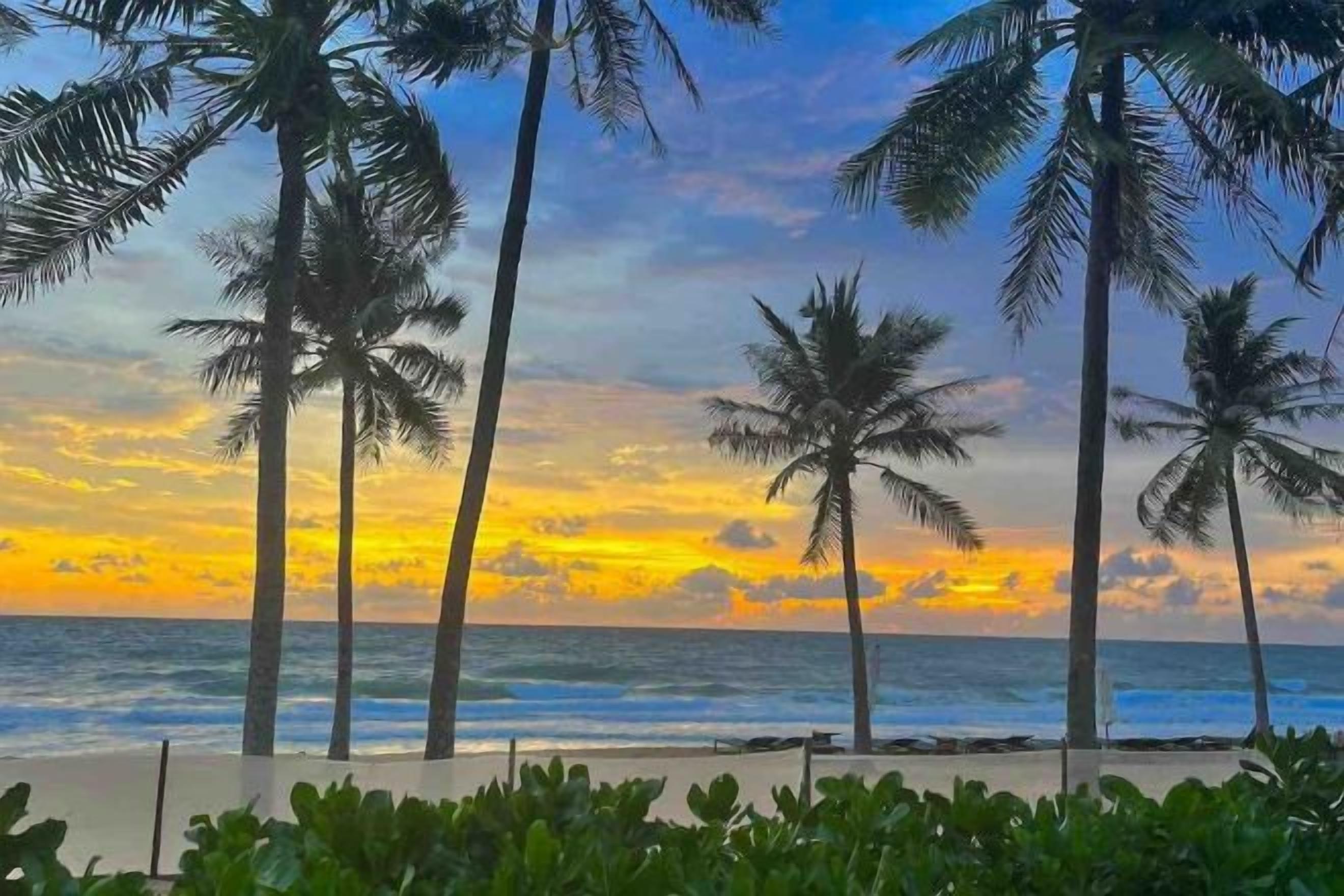 A beach with palm trees and a sunset.