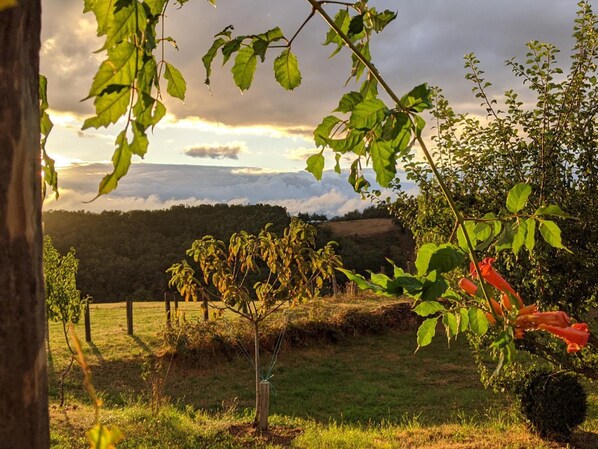 A rural landscape with a small tree, a fence, and a view of a forested hill under a cloudy sky.