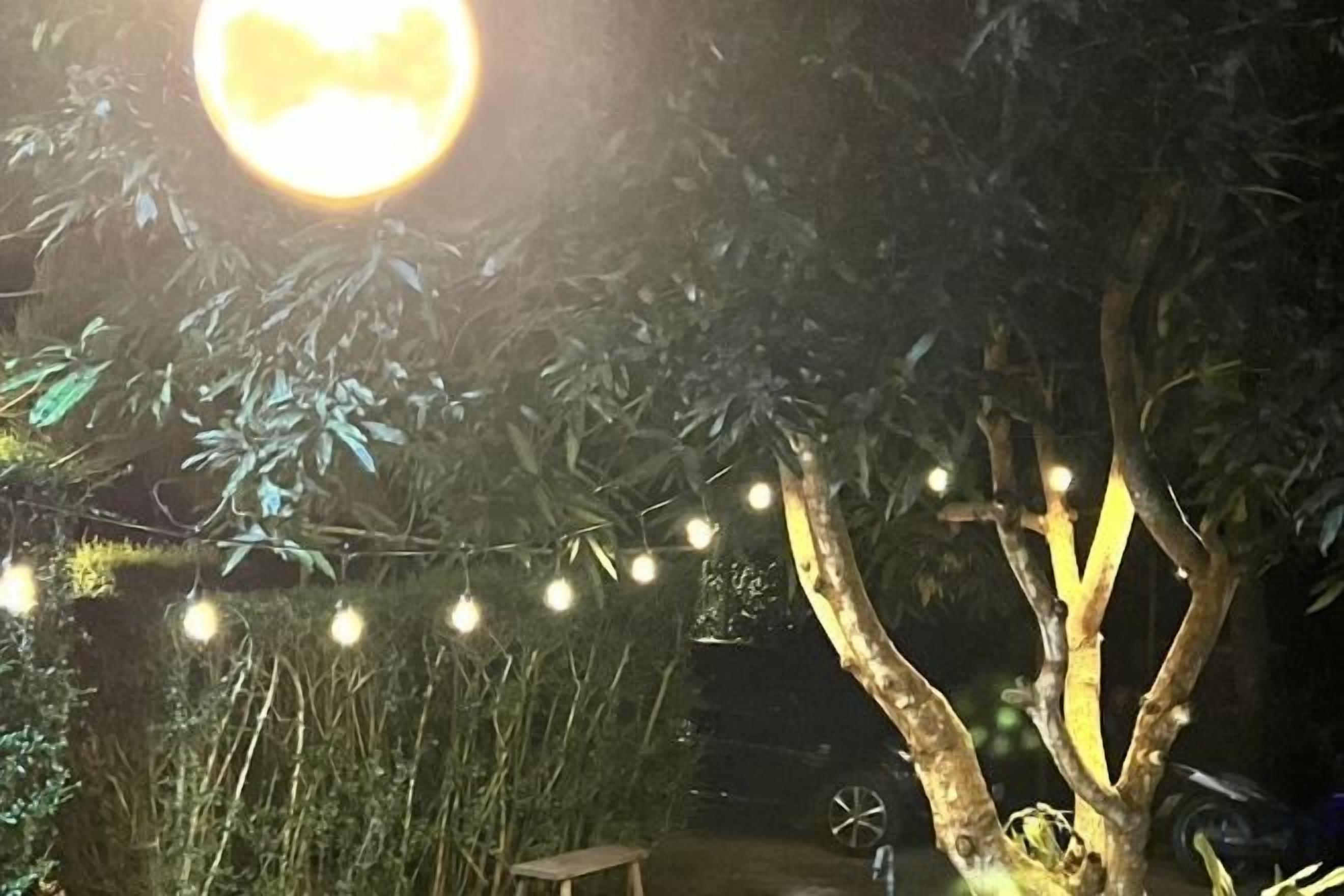 A tree with a string of lights and a bench underneath.
