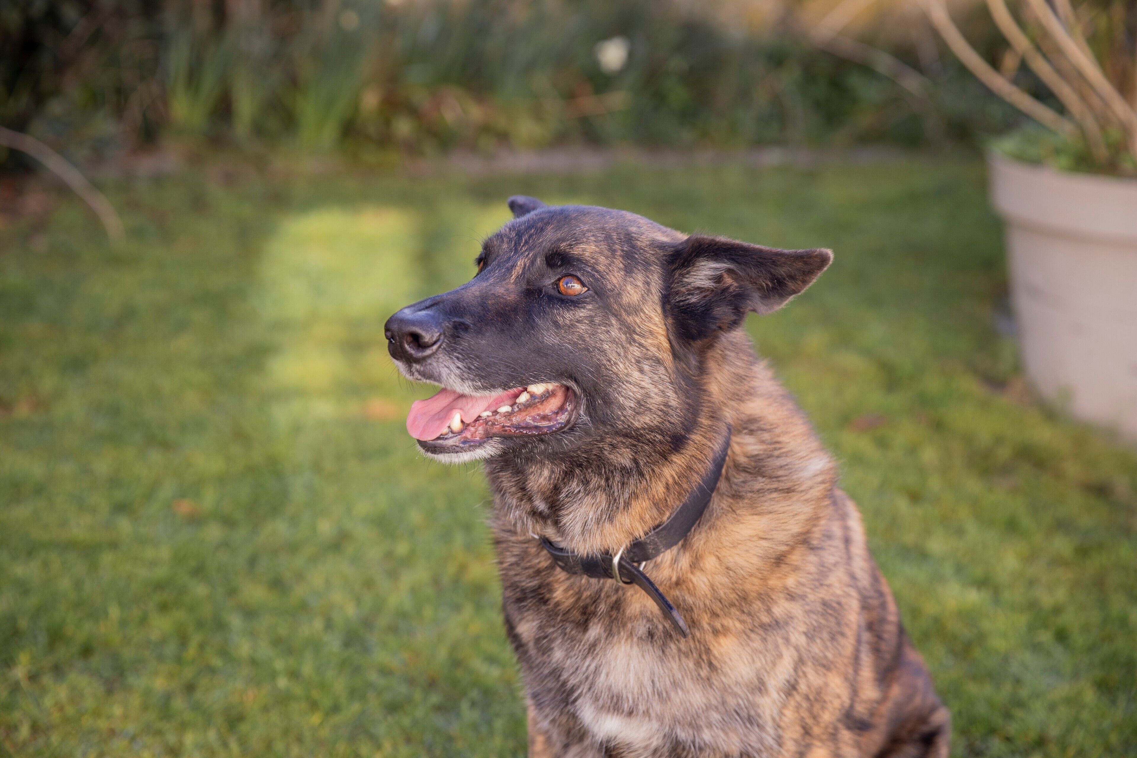 Ein Hund sitzt auf der Wiese.