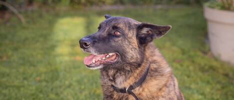 Ein Hund sitzt auf der Wiese.