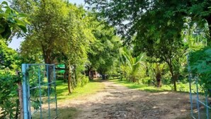 A dirt path flanked by lush greenery and metal gates.