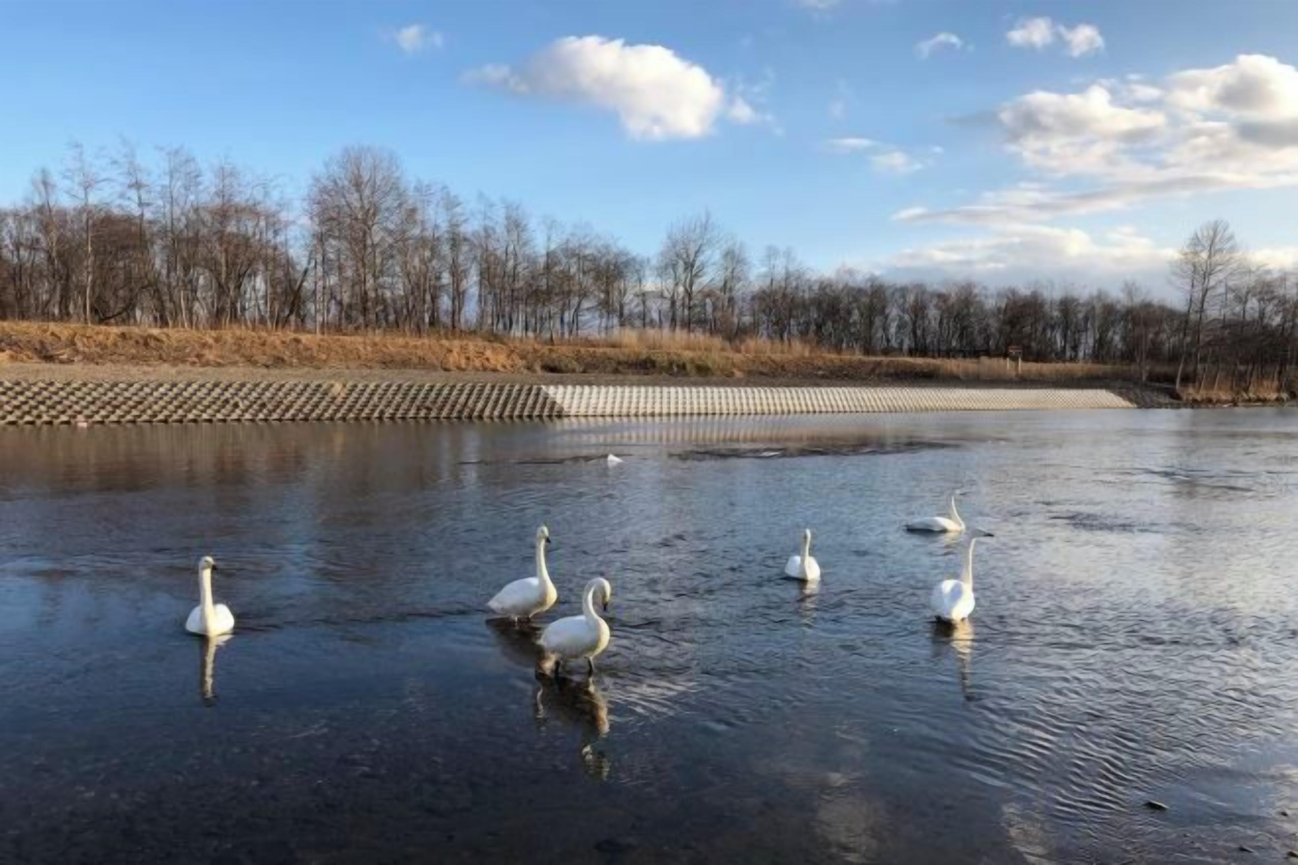 A body of water with swans.